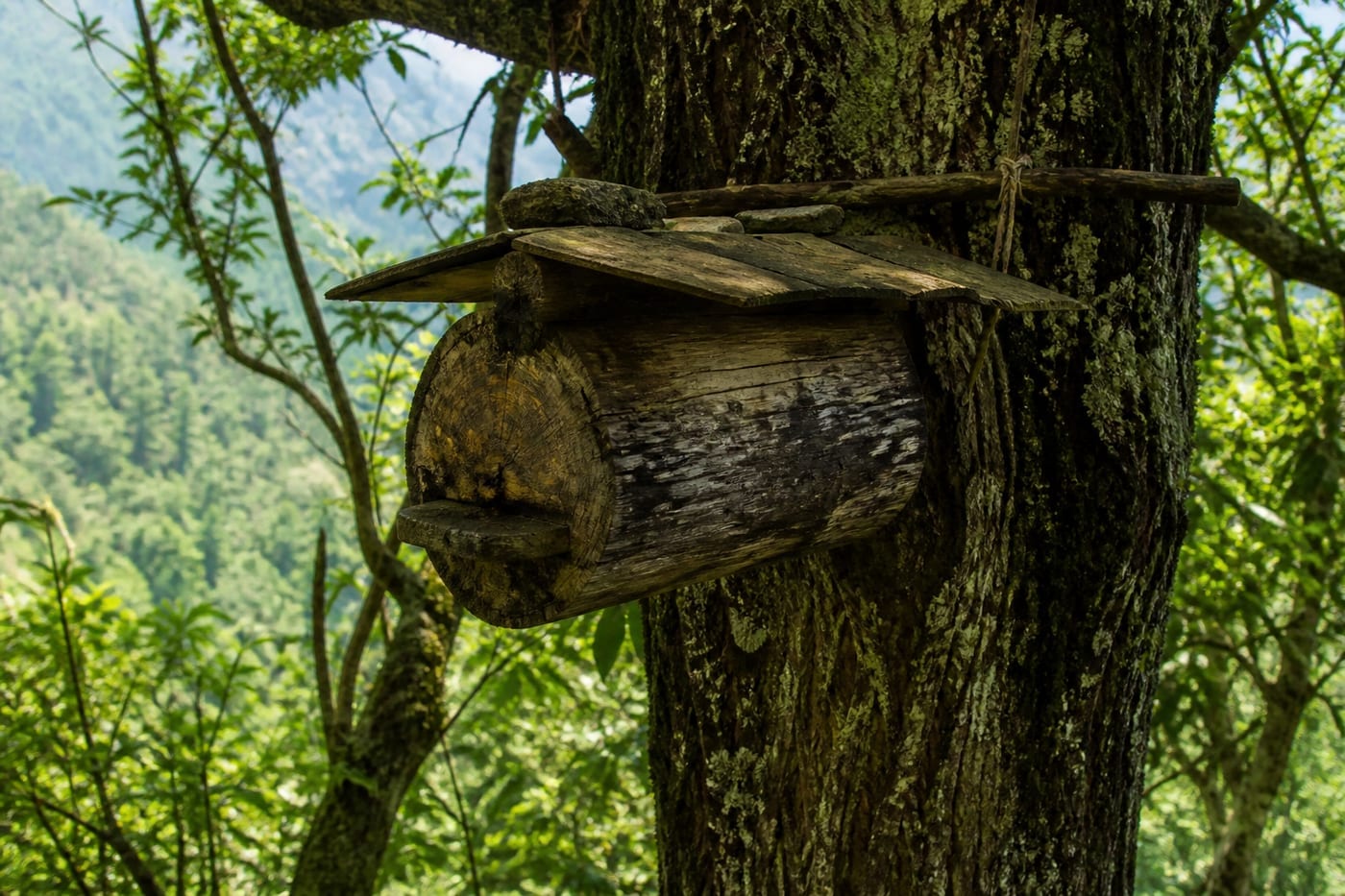 Traditional Jara log hive in Upper Adjara forest