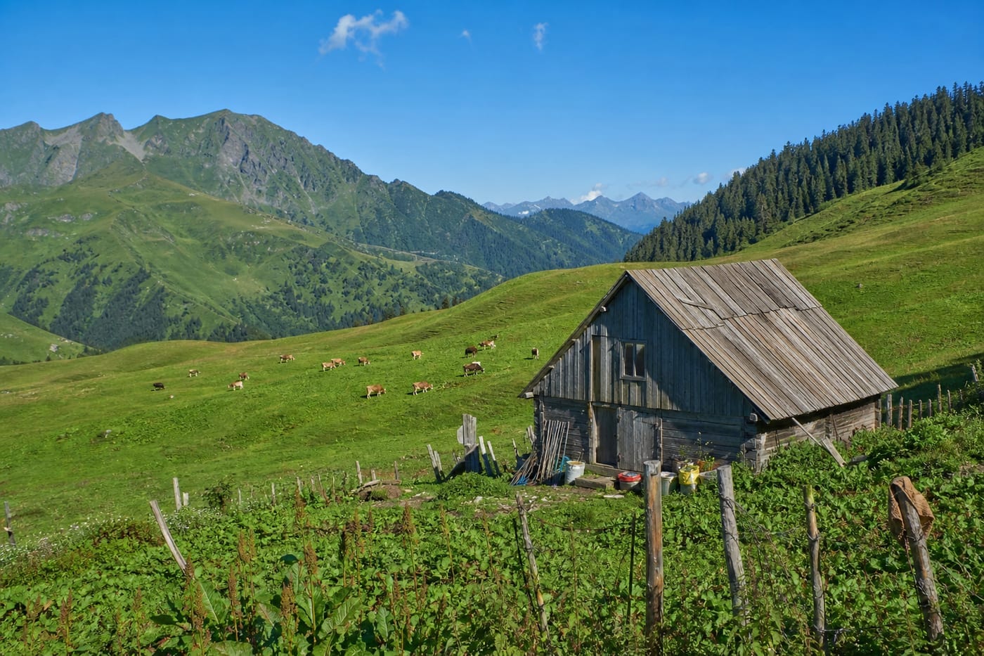 Highland alpine pasture with grazing cattle in Upper Adjara