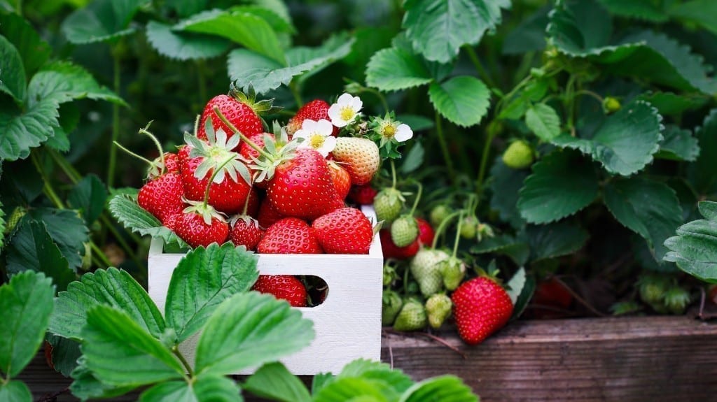 Strawberry Picking Costs Rise in Georgia