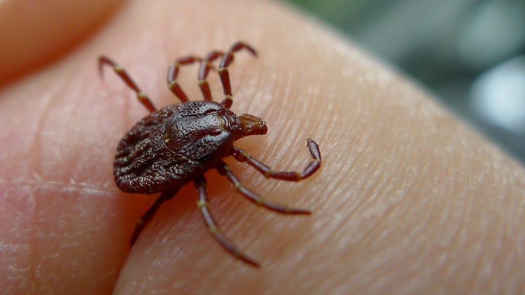 Tick Activity Rising in Georgia – Stay Safe