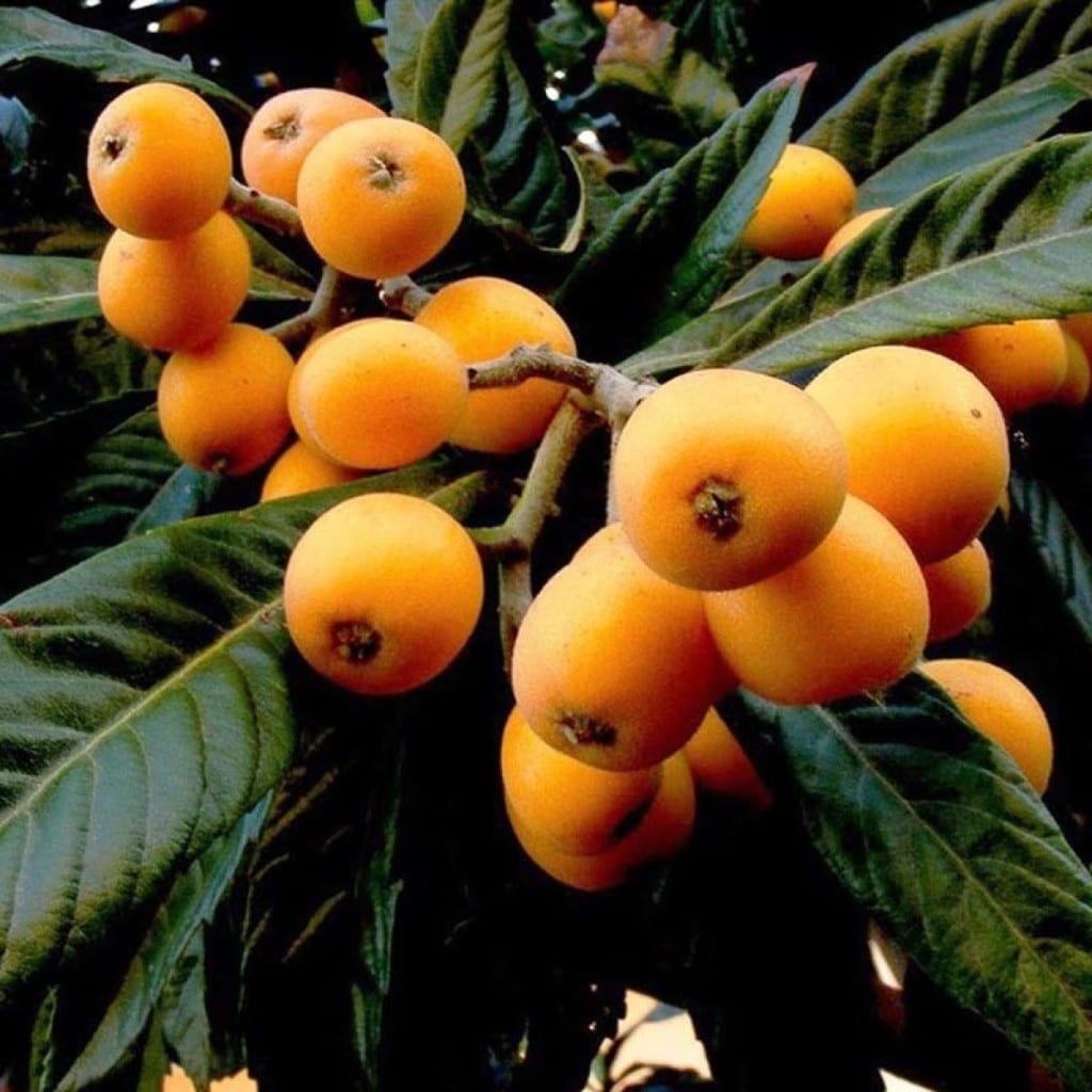 Japanese Loquat Season in Batumi