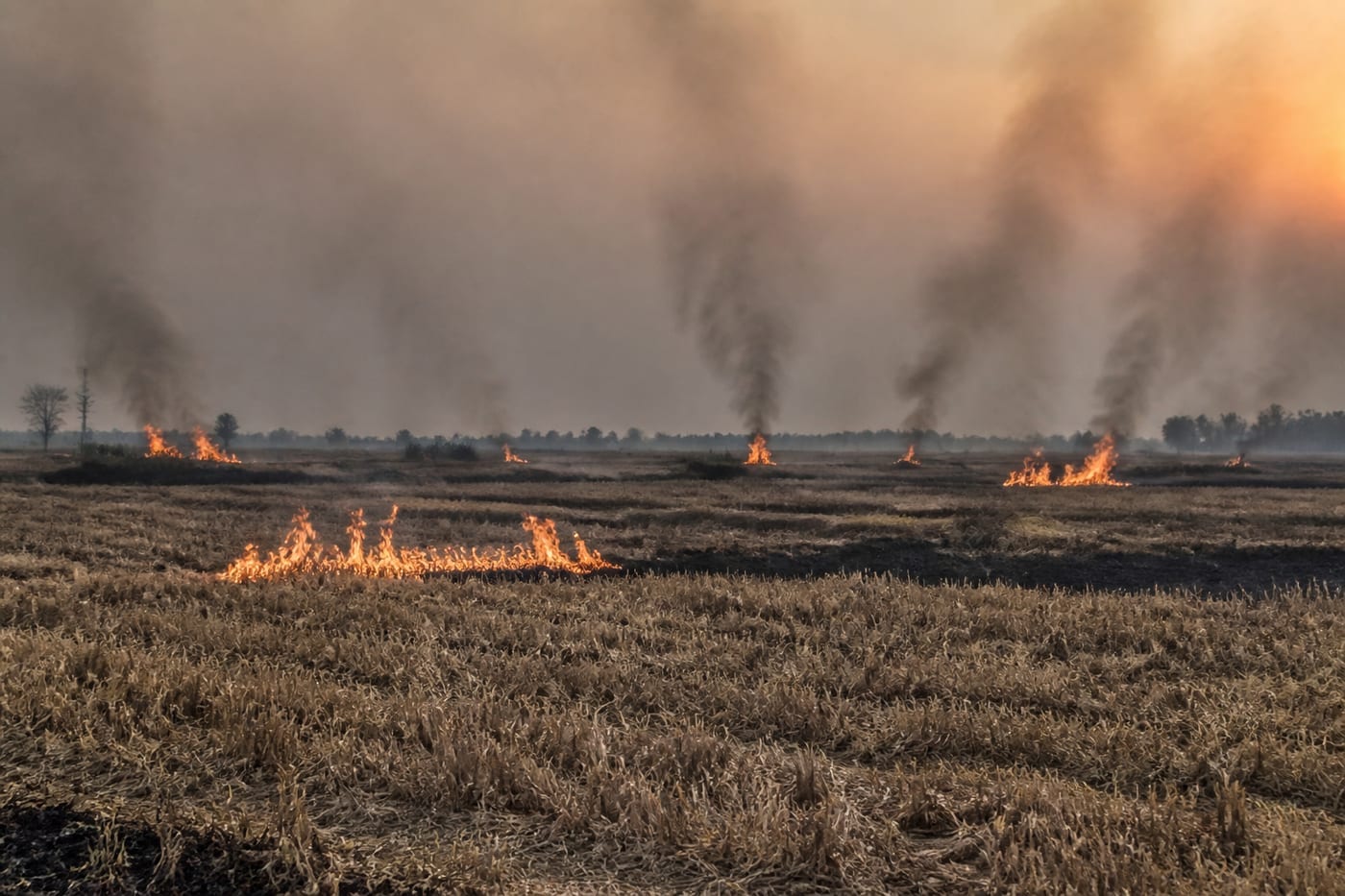 Why Kakheti Fields Burn Every August After the Harvest
