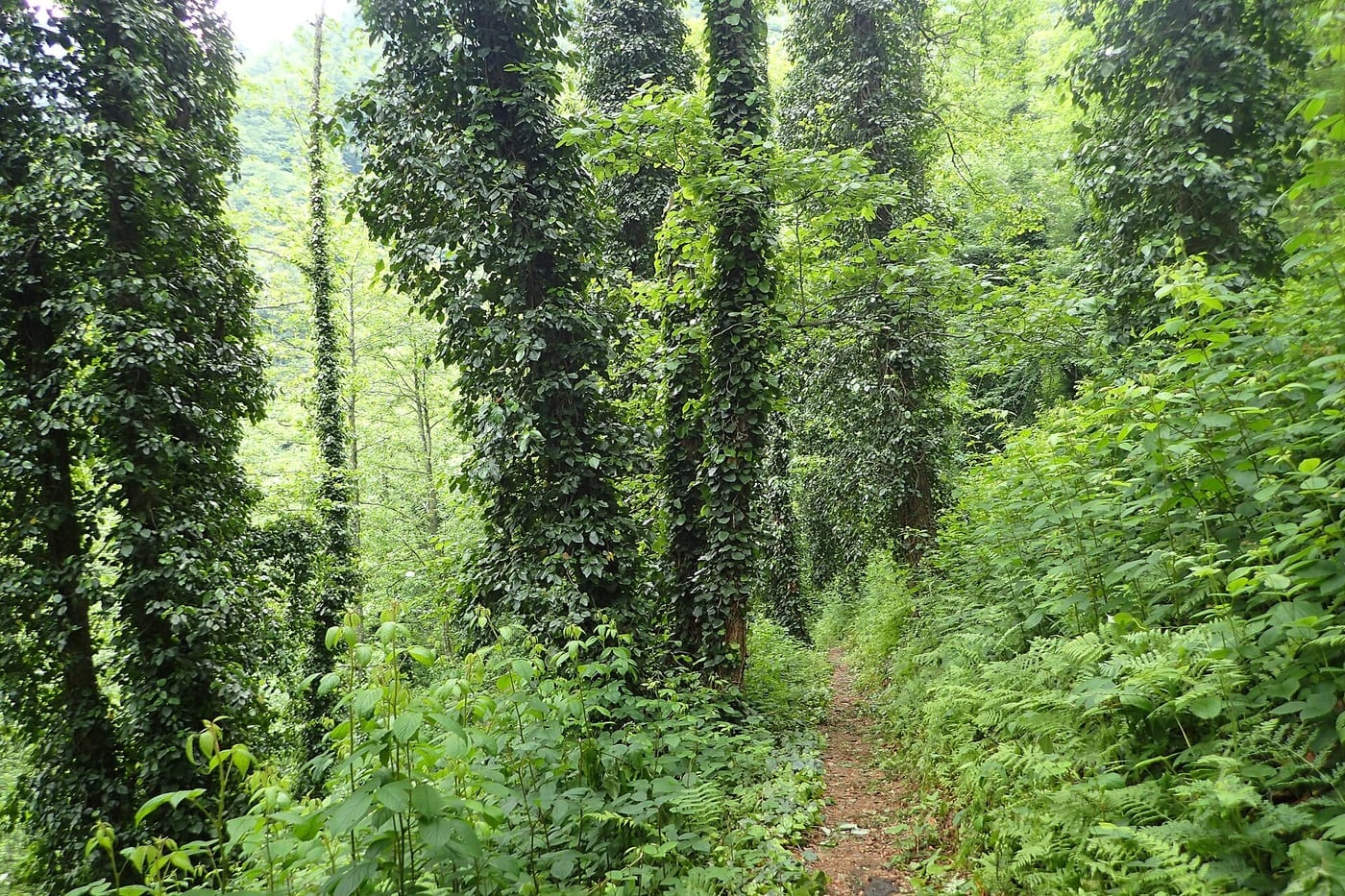 Colchic ivy on a forest path in Mtirala National Park